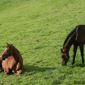 Curt und Calle Cool Weide