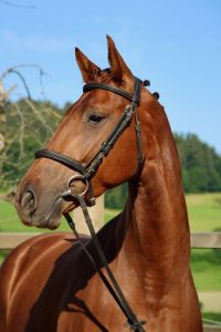 Featured image of post Belgisches Warmblut Charakter